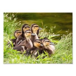 Mallard Ducklings Fotodruck