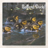 Mallard Ducklings Glasuntersetzer (Vorderseite)