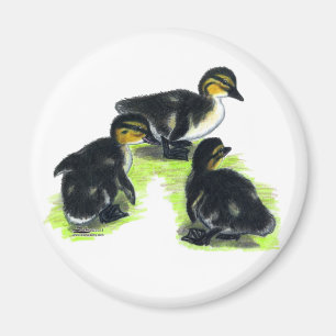 Mallard Ducklings Magnet