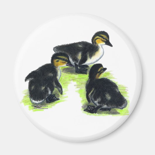 Mallard Ducklings Magnet (Vorne)