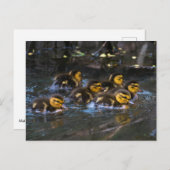 Mallard Ducklings Postkarte (Vorne/Hinten)
