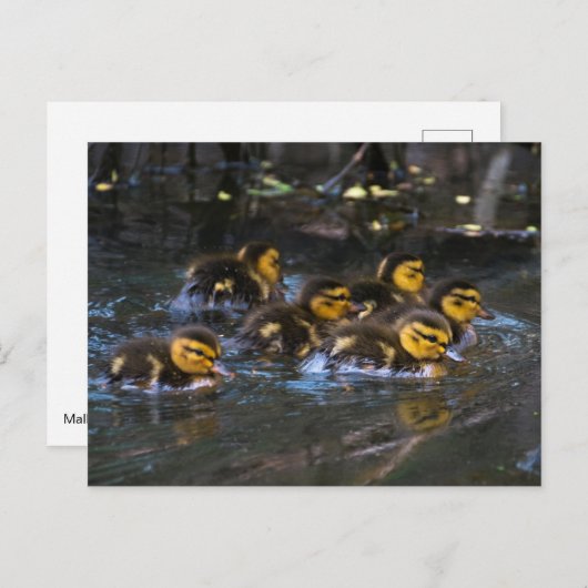 Mallard Ducklings Postkarte (Vorne/Hinten)