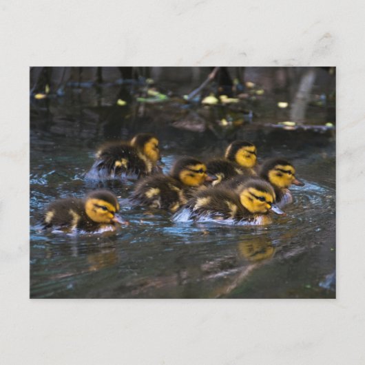 Mallard Ducklings Postkarte (Vorderseite)