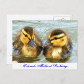 Mallard Ducklings Postkarte (Vorne/Hinten)