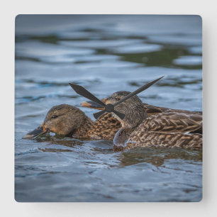 Mallard Ducklings Quadratische Wanduhr