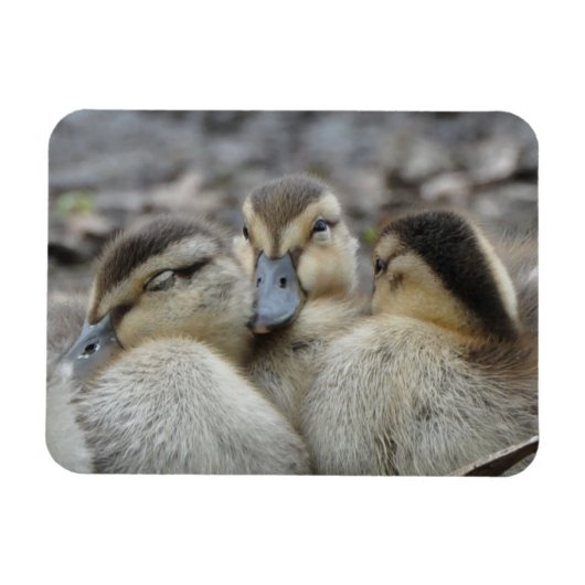Mallard Ducklings Schnauze! Magnet (Horizontal)