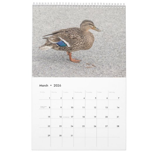 Mallard Ducks 2026 Kalender (Mär 2026)