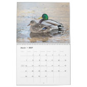 Mallard Ducks 2026 Kalender (Mär 2027)