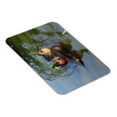 Mallard Ducks #2 Foto Magnet (Rechte Seite)