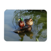 Mallard Ducks #2 Foto Magnet (Horizontal)