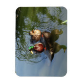 Mallard Ducks #2 Foto Magnet (Vertikal)