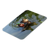 Mallard Ducks #2 Foto Magnet (Linke Seite)