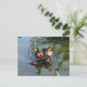 Mallard Ducks #2 Postcard Postkarte (Stehend Vorderseite)