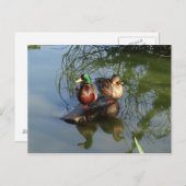 Mallard Ducks #2 Postcard Postkarte (Vorne/Hinten)