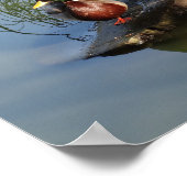 Mallard Ducks #2 Poster (Ecke)