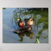 Mallard Ducks #2 Poster (Vorne)