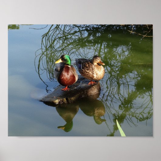 Mallard Ducks #2 Poster (Vorne)