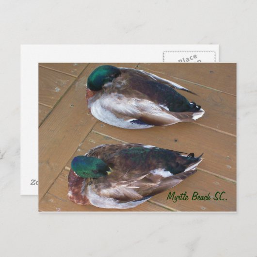 Mallard Ducks auf dem Dock Postkarte (Vorne/Hinten)