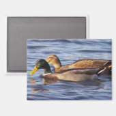 Mallard Ducks Foto Magnet (Vorderseite/Rückseite)