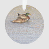 Mallard Ducks Foto Ornament (Vorderseite)