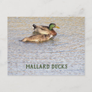 Mallard Ducks Foto Postkarte
