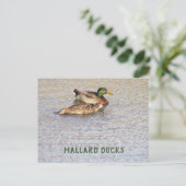 Mallard Ducks Foto Postkarte (Stehend Vorderseite)
