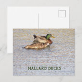 Mallard Ducks Foto Postkarte (Vorne/Hinten)
