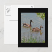 Mallard Ducks Foto Postkarte (Vorne/Hinten)