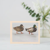 Mallard Ducks Foto Postkarte (Stehend Vorderseite)