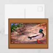 Mallard Ducks Foto Postkarte (Vorne/Hinten)