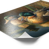 Mallard Ducks Fotodruck (Ecke)