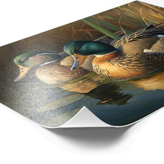 Mallard Ducks Fotodruck (Ecke)