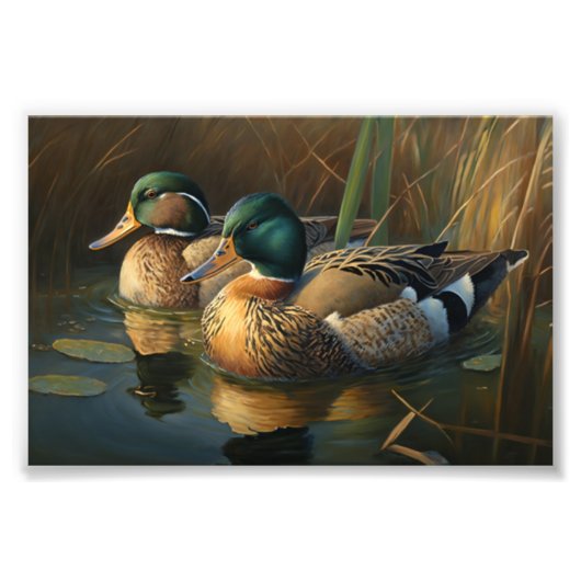 Mallard Ducks Fotodruck (Vorne)