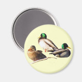 Mallard Ducks Magnet (Vorderseite/Rückseite)