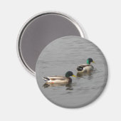 Mallard Ducks Magnet (Vorderseite/Rückseite)