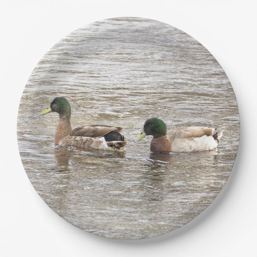 Mallard Ducks Photo Paper Plates Pappteller (Vorderseite)