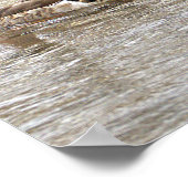 Mallard Ducks Photo Poster (Ecke)