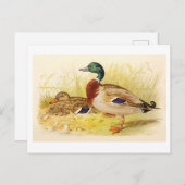 Mallard Ducks Postcard Postkarte (Vorne/Hinten)