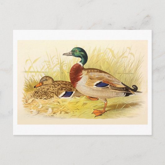Mallard Ducks Postcard Postkarte (Vorderseite)