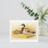 Mallard Ducks Postcard Postkarte (Stehend Vorderseite)