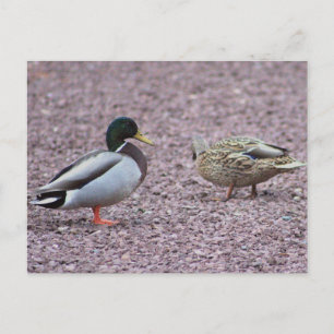 Mallard Ducks Postcard Postkarte