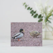 Mallard Ducks Postcard Postkarte (Stehend Vorderseite)