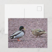 Mallard Ducks Postcard Postkarte (Vorne/Hinten)