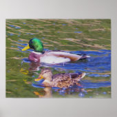 Mallard Ducks Poster (Vorne)