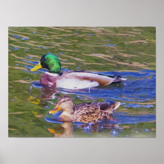 Mallard Ducks Poster (Vorne)