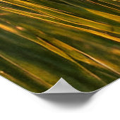 Mallard Ducks Poster (Ecke)