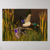 Mallard Ducks Poster (Vorne)