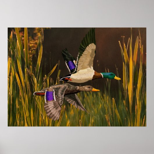 Mallard Ducks Poster (Vorne)