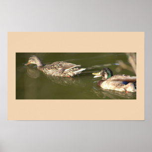 Mallard Ducks Poster