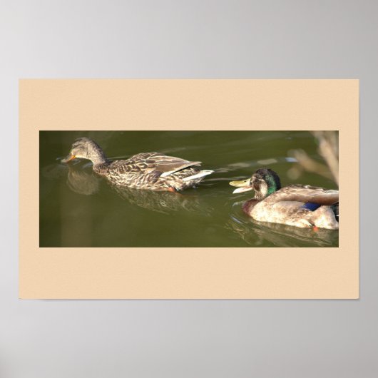 Mallard Ducks Poster (Vorne)